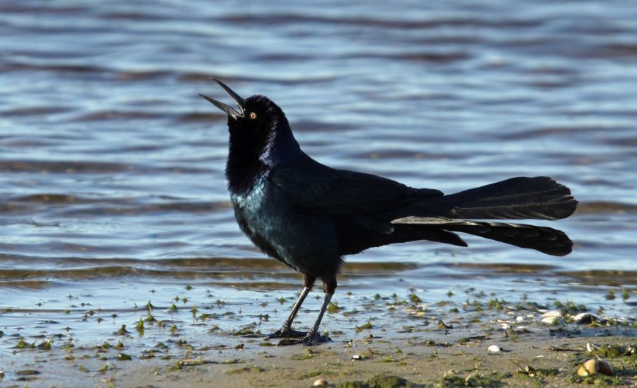 GRACKLE.      BOAT TAILED  2009  Myakka River   S.P...JPG