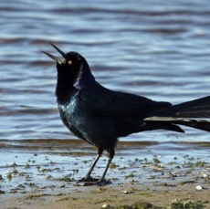 GRACKLE.      BOAT TAILED  2009  Myakka River   S.P...JPG