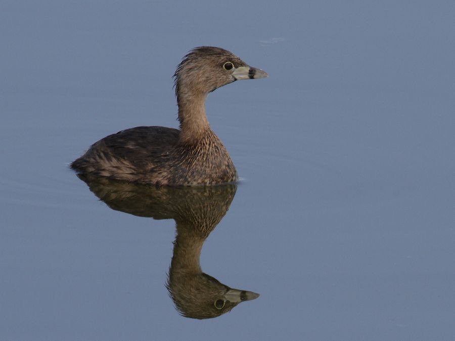 GREBE..            PIED BILLED   2014. Viera Wetlands..JPG