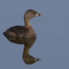 GREBE..            PIED BILLED   2014. Viera Wetlands..JPG