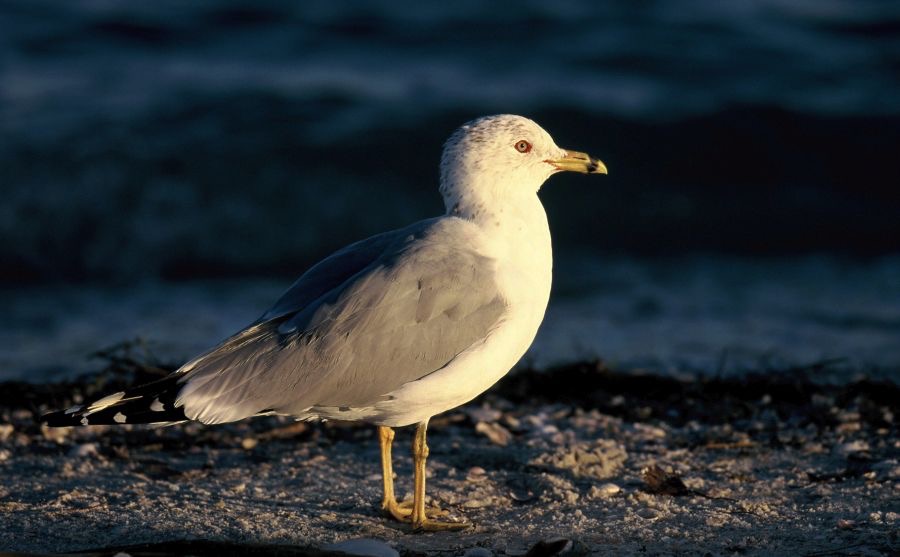 GULL.  RINGBILLED  breeding plumage.2001 . Sanibel Island..jpg