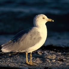 GULL.  RINGBILLED  breeding plumage.2001 . Sanibel Island..jpg
