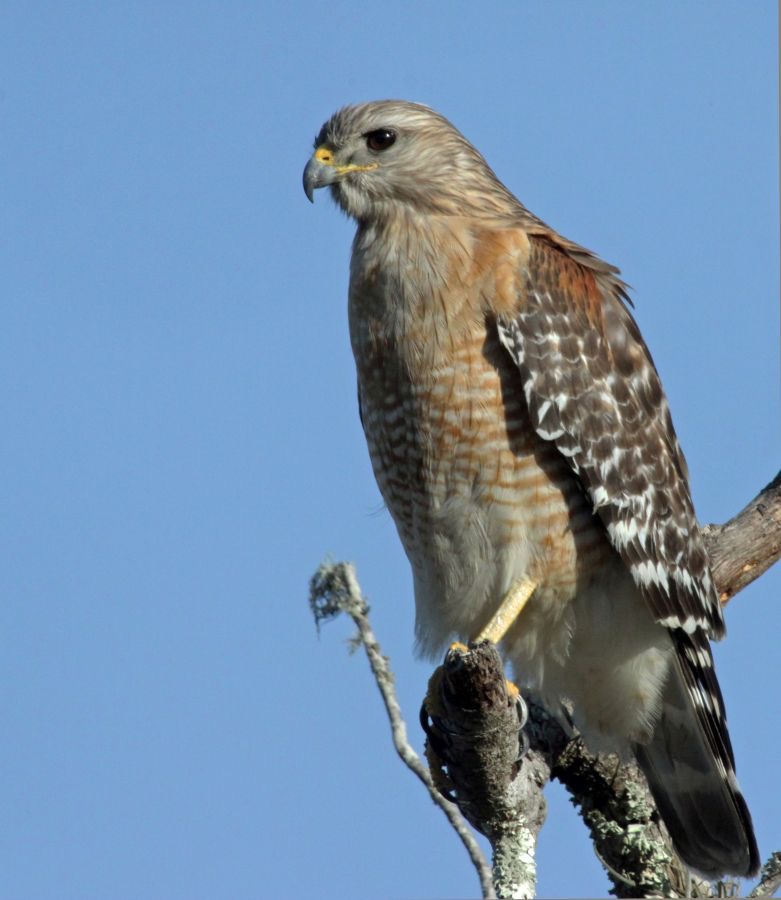 HAWK               RED SHOULDERED  2009 (2).jpg