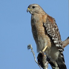 HAWK               RED SHOULDERED  2009 (2).jpg