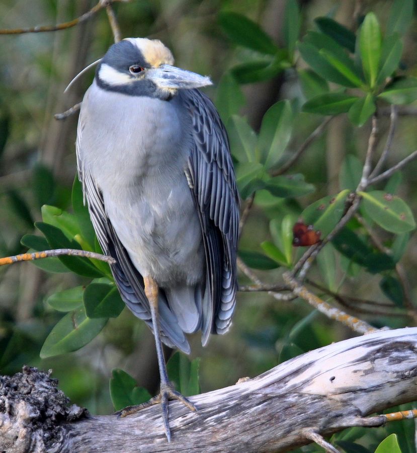 HERON  YELLOW CROWNED NIGHT  2009.JPG