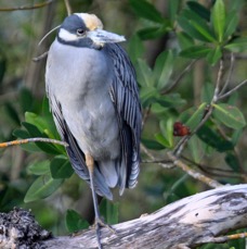 HERON  YELLOW CROWNED NIGHT  2009.JPG