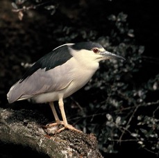HERON.       BLACK CROWNED NIGHT.2001..jpg