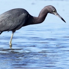 HERON.   LITTLE BLUE  2009 Marco Island.jpg