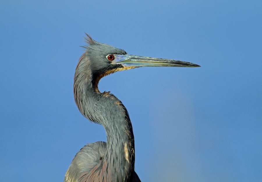 HERON..              TRI COLOURED  2014 Viera Wetlands.JPG