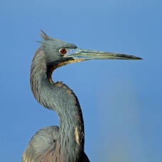 HERON..              TRI COLOURED  2014 Viera Wetlands.JPG
