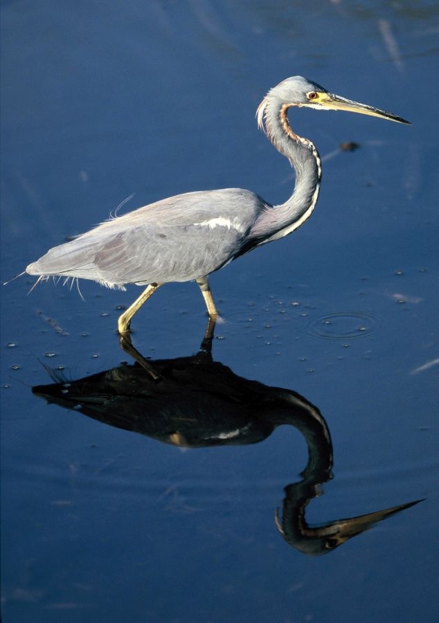 HERON.. TRICOLOURED 2001 Reflection. Wakodahatchee..jpg