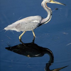 HERON.. TRICOLOURED 2001 Reflection. Wakodahatchee..jpg