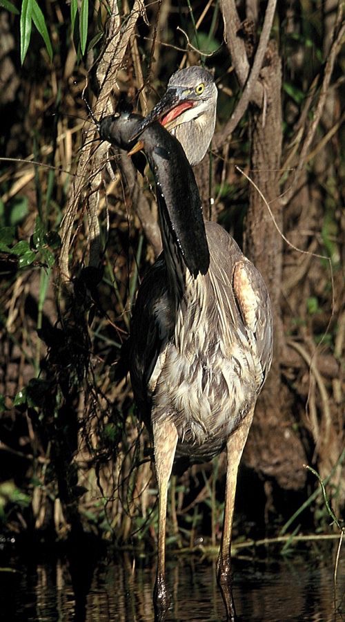 HERON...  GREAT BLUE  eating catfish.  2001  Everglades..jpg