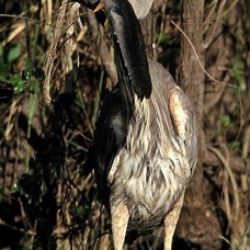 HERON...  GREAT BLUE  eating catfish.  2001  Everglades..jpg