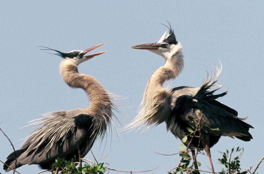 HERONS  GREAT BLUE  2001. Fighting     Venice Rookery.jpg