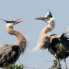 HERONS  GREAT BLUE  2001. Fighting     Venice Rookery.jpg