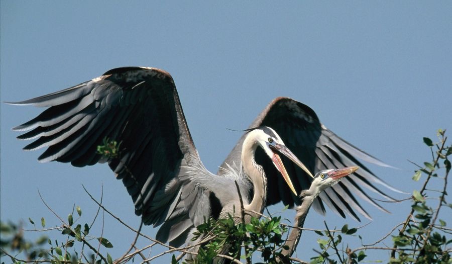 HERONS  GREAT BLUE  2001. Mating         Venice Rookery..jpg