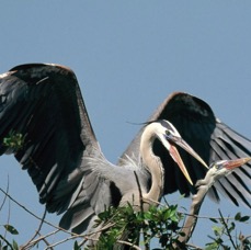 HERONS  GREAT BLUE  2001. Mating         Venice Rookery..jpg
