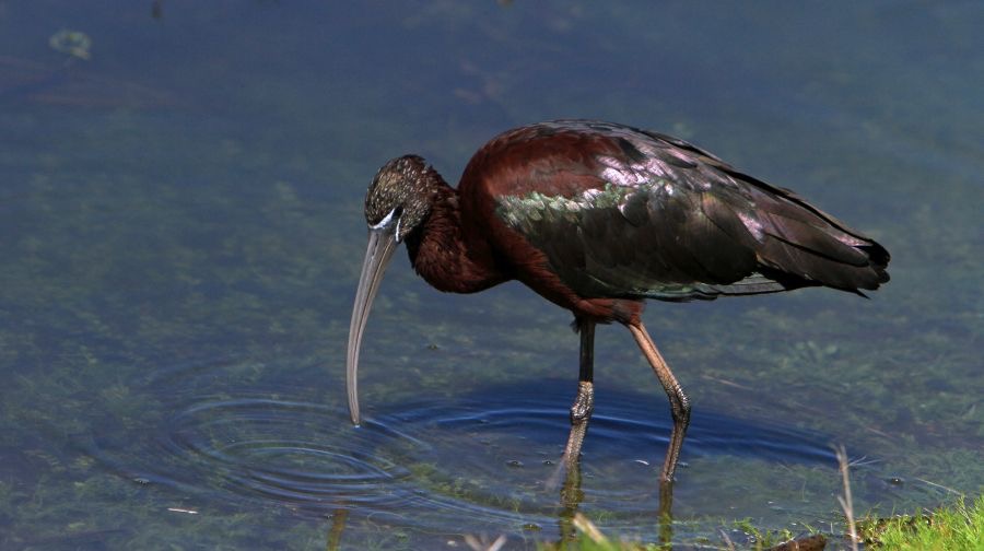 IBIS.   GLOSSY    2014  Viera Wetlands.JPG