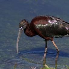IBIS.   GLOSSY    2014  Viera Wetlands.JPG