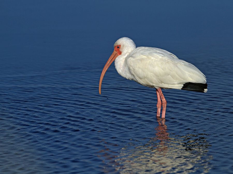 IBIS..    WHITE    2013.jpg