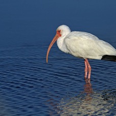 IBIS..    WHITE    2013.jpg