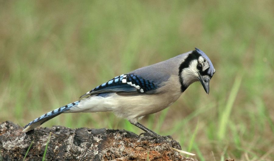 JAY   BLUE      2001.  Oscar Scherer. S.P..jpg