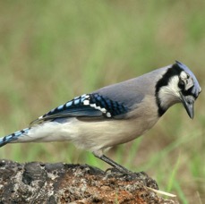 JAY   BLUE      2001.  Oscar Scherer. S.P..jpg