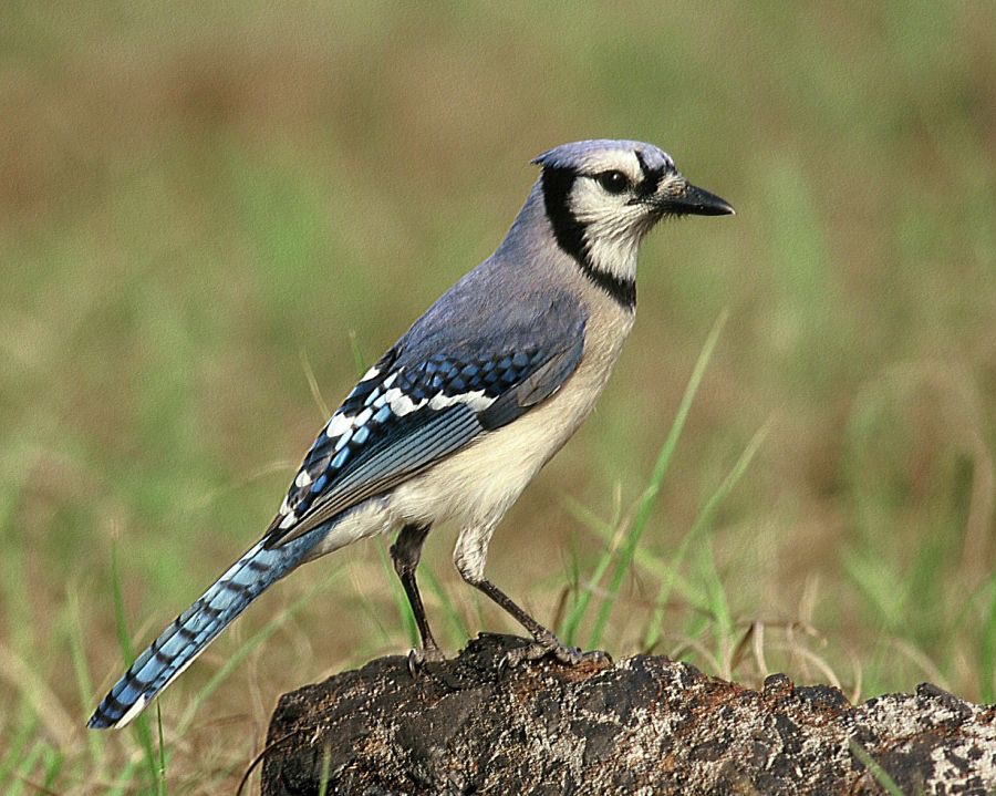 JAY.  BLUE      2001. Oscar Scherer. S.P..jpg