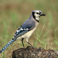 JAY.  BLUE      2001. Oscar Scherer. S.P..jpg