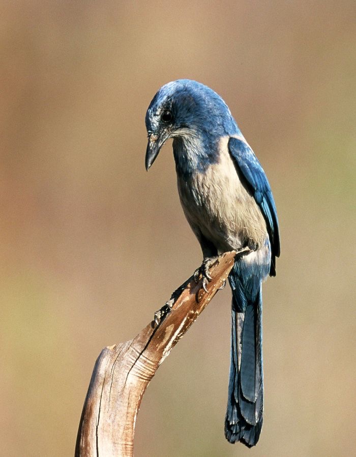 JAY..    FLORIDA     SCRUB  2001. Oscar Scherer  .S.P..jpg