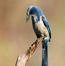 JAY..    FLORIDA     SCRUB  2001. Oscar Scherer  .S.P..jpg
