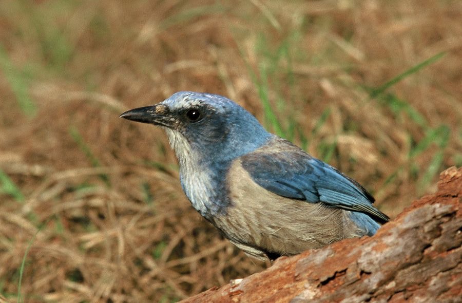 JAY..  FLORIDA   SCRUB .2001. Oscar Scherer .  S.P..jpg