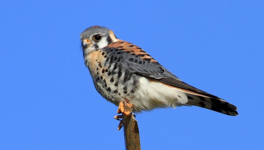 KESTREL. AMERICAN . 2013 male  Merritt Island.jpg