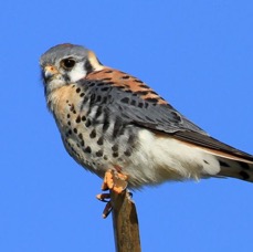 KESTREL. AMERICAN . 2013 male  Merritt Island.jpg