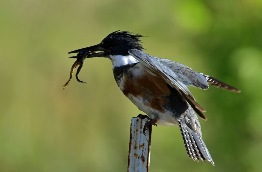 KINGFISHER.  BELTED   with Frog  2014.JPG