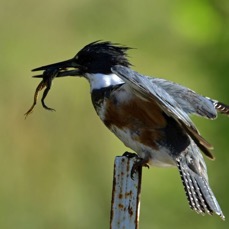 KINGFISHER.  BELTED   with Frog  2014.JPG
