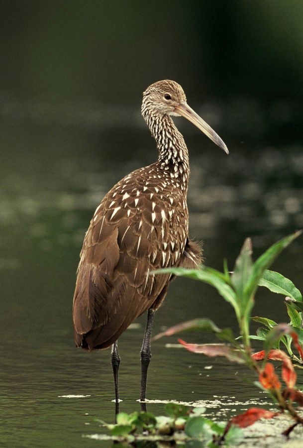 LIMPKIN.  2001.  morning. Myakka River.S.P..jpg