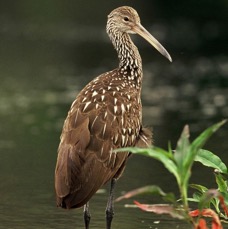 LIMPKIN.  2001.  morning. Myakka River.S.P..jpg