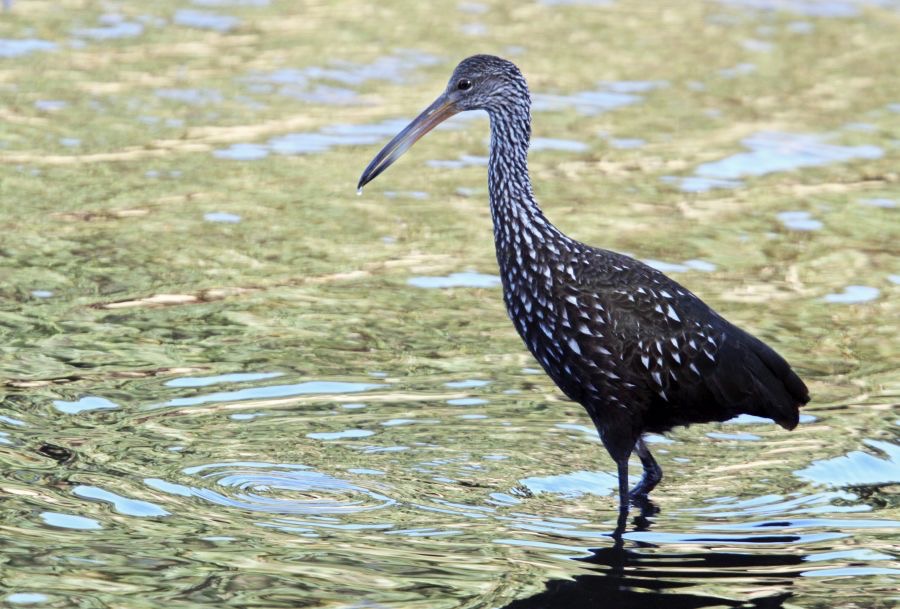 LIMPKIN.  2009.  evening.  Myakka River S.P..JPG