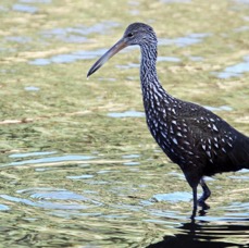 LIMPKIN.  2009.  evening.  Myakka River S.P..JPG
