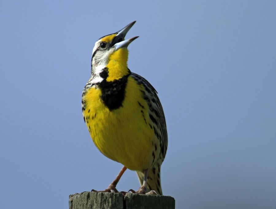 MEADOWLARK. EASTERN   2014 Lake Kissimee area.jpg