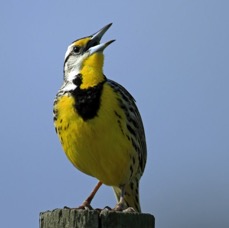 MEADOWLARK. EASTERN   2014 Lake Kissimee area.jpg