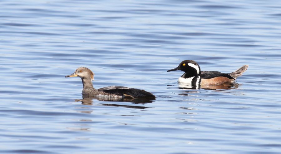 MERGANSERS.   HOODED 2009 Merritt Island.JPG