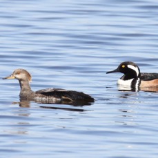 MERGANSERS.   HOODED 2009 Merritt Island.JPG