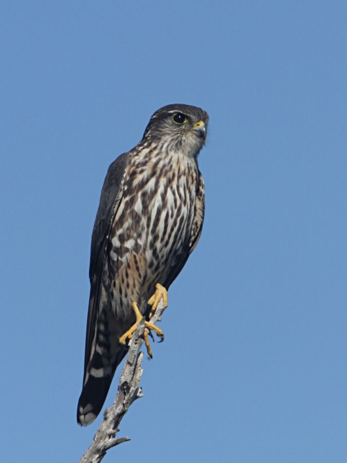 MERLIN   2013 Merritt Island.jpg
