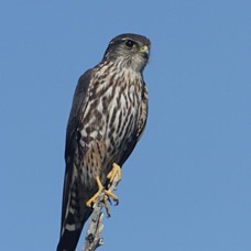 MERLIN   2013 Merritt Island.jpg