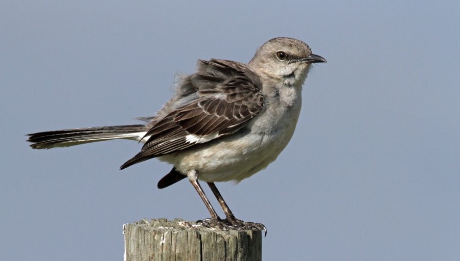 MOCKINGBIRD  NORTHERN  2014.JPG