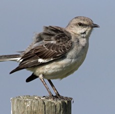 MOCKINGBIRD  NORTHERN  2014.JPG