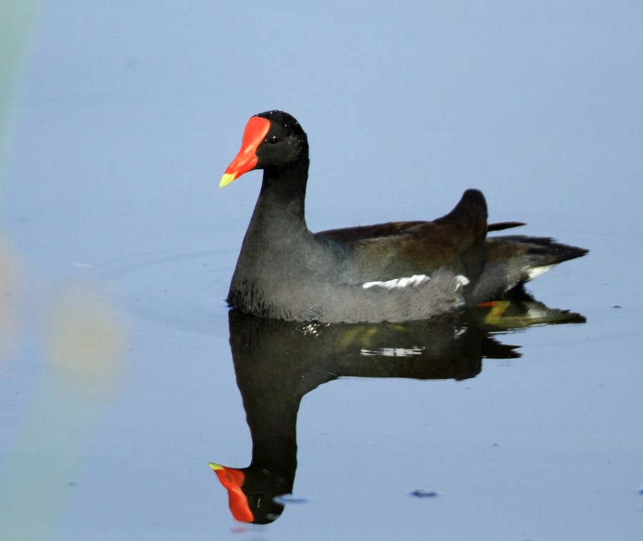 MOORHEN,  COMMON.  breeding     2014.JPG